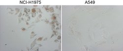 NKX2 Monoclonal Antibody (OTI10F8), TrueMAB , OriGene 100 &mu;L; Unconjugated:Antibodies,