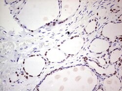 NKX2 Mouse anti-Human, Clone: OTI3F3, lyophilized, TrueMAB 100 &mu;g | Buy Online | Origene Technologies | Fisher Scientific