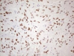 NKX2 Monoclonal Antibody (OTI10F8), TrueMAB , OriGene:Antibodies:Primary
