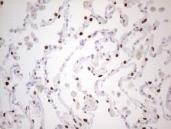 NKX2 Monoclonal Antibody (OTI10F8), TrueMAB , OriGene 100 &mu;L; Unconjugated:Antibodies,