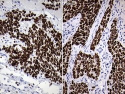 NKX2 Mouse anti-Human, Clone: OTI1C5, lyophilized, TrueMAB 100 &mu;g; Unconjugated:Antibodies,