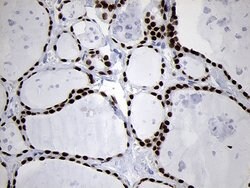 NKX2 Mouse anti-Human, Clone: OTI1C5, lyophilized, TrueMAB 100 &mu;g; Unconjugated:Antibodies,