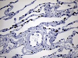 NKX2 Mouse anti-Human, Clone: OTI1C5, lyophilized, TrueMAB 100 &mu;g; Unconjugated:Antibodies,