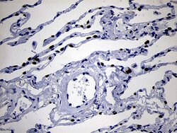 NKX2 Monoclonal Antibody (OTI1C5), TrueMAB , OriGene 100 &mu;L; Unconjugated:Antibodies,