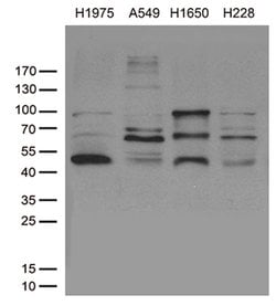 NKX2 Mouse anti-Human, Clone: OTI1C5, lyophilized, TrueMAB 100 &mu;g; Unconjugated:Antibodies,
