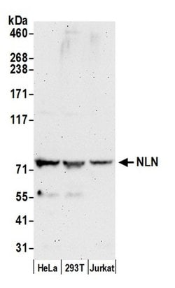 NLN Polyclonal Antibody, Bethyl Laboratories 20 &mu;L; Unconjugated:Antibodies,