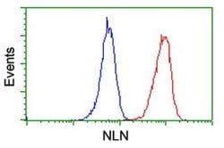 NLN Monoclonal Antibody (OTI3A12), TrueMAB , OriGene 100 &mu;L; Unconjugated:Antibodies,