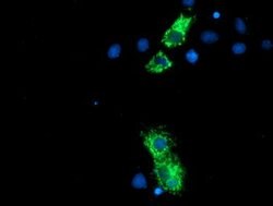 NLN Mouse anti-Human, Mouse, Rat, Clone: OTI1D6, lyophilized, TrueMAB 100