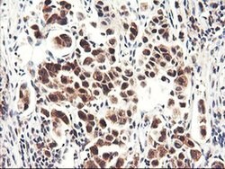 NLN Monoclonal Antibody (OTI3A12), TrueMAB , OriGene 100 &mu;L; Unconjugated:Antibodies,