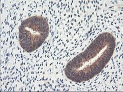 NLN Monoclonal Antibody (OTI3A12), TrueMAB , OriGene 100 &mu;L; Unconjugated:Antibodies,