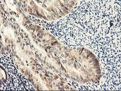 NLN Monoclonal Antibody (OTI3A12), TrueMAB , OriGene:Antibodies:Primary