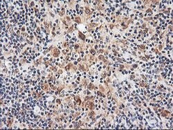 NLN Monoclonal Antibody (OTI3A12), TrueMAB , OriGene 100 &mu;L; Unconjugated:Antibodies,
