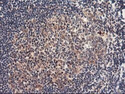 NLN Monoclonal Antibody (OTI3A12), TrueMAB , OriGene 100 &mu;L; Unconjugated:Antibodies,