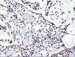 NLN Monoclonal Antibody (OTI3A12), TrueMAB , OriGene 100 &mu;L; Unconjugated:Antibodies,
