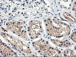 NLN Monoclonal Antibody (OTI3A12), TrueMAB , OriGene:Antibodies:Primary