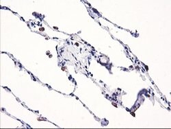 NLN Monoclonal Antibody (OTI3A12), TrueMAB , OriGene 100 &mu;L; Unconjugated:Antibodies,