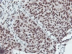 NLN Monoclonal Antibody (OTI1B8), TrueMAB , OriGene 30 &mu;L; Unconjugated:Antibodies,