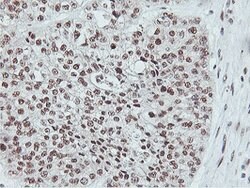NLN Mouse anti-Human, Clone: OTI1B8, lyophilized, TrueMAB 100 &mu;g; Unconjugated:Antibodies,
