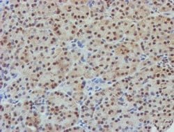 NLN Monoclonal Antibody (OTI1B8), TrueMAB , OriGene 30 &mu;L; Unconjugated:Antibodies,