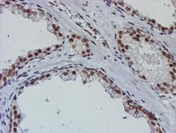NLN Monoclonal Antibody (OTI1B8), TrueMAB , OriGene 30 &mu;L; Unconjugated:Antibodies,