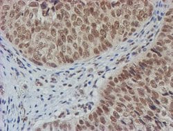 NLN Mouse anti-Human, Clone: OTI1B8, lyophilized, TrueMAB 100 &mu;g; Unconjugated:Antibodies,