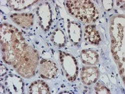 NLN Monoclonal Antibody (OTI1B8), TrueMAB , OriGene 30 &mu;L; Unconjugated:Antibodies,