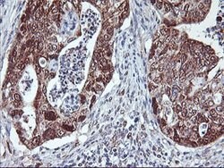 NLN Mouse anti-Human, Mouse, Rat, Clone: OTI1D6, lyophilized, TrueMAB 100