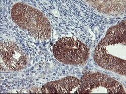 NLN Mouse anti-Human, Mouse, Rat, Clone: OTI1D6, lyophilized, TrueMAB 100