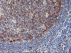NLN Mouse anti-Human, Mouse, Rat, Clone: OTI1D6, lyophilized, TrueMAB 100