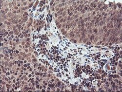 NLN Monoclonal Antibody (OTI3H4), TrueMAB , OriGene 100 &mu;L; Unconjugated:Antibodies,