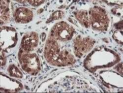 NLN Monoclonal Antibody (OTI3H4), TrueMAB , OriGene 100 &mu;L; Unconjugated:Antibodies,