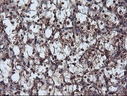 NLN Monoclonal Antibody (OTI3H4), TrueMAB , OriGene 100 &mu;L; Unconjugated:Antibodies,