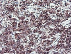 NLN Monoclonal Antibody (OTI3H4), TrueMAB , OriGene:Antibodies:Primary