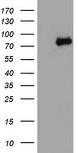 NLN Monoclonal Antibody (OTI3A12), TrueMAB , OriGene 100 &mu;L; Unconjugated:Antibodies,