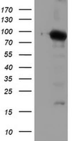 NLN Monoclonal Antibody (OTI1B8), TrueMAB , OriGene 30 &mu;L; Unconjugated:Antibodies,