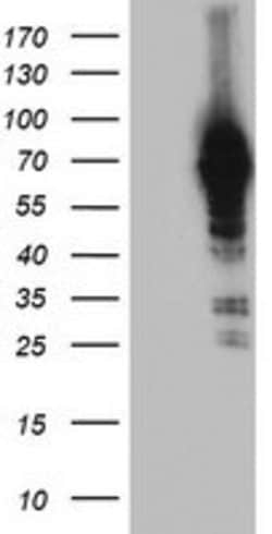 NLN Mouse anti-Human, Mouse, Rat, Clone: OTI1D6, lyophilized, TrueMAB 100