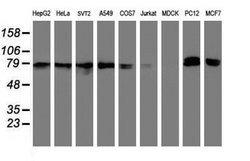 NLN Mouse anti-Human, Mouse, Rat, Clone: OTI1D6, lyophilized, TrueMAB 100