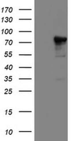 NLN Monoclonal Antibody (OTI3H4), TrueMAB , OriGene 100 &mu;L; Unconjugated:Antibodies,