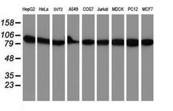 NLN Monoclonal Antibody (OTI3H4), TrueMAB , OriGene 100 &mu;L; Unconjugated:Antibodies,