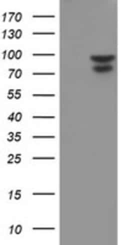 NLN Mouse anti-Human, Rat, Clone: OTI3G8, lyophilized, TrueMAB 100 &mu;g;