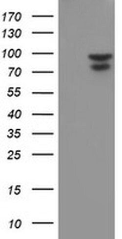 NLN Monoclonal Antibody (OTI3G8), TrueMAB , OriGene 100 &mu;L; Unconjugated:Antibodies,