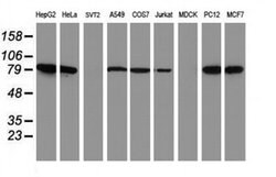 NLN Monoclonal Antibody (OTI3G8), TrueMAB , OriGene 100 &mu;L; Unconjugated:Antibodies,