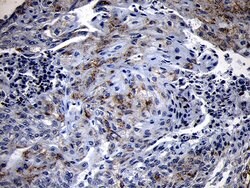 NLRX1 Mouse anti-Human, Clone: OTI4H8, liquid, TrueMAB 100 &mu;L | Buy Online | Origene Technologies | Fisher Scientific
