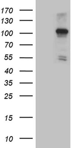 NLRX1 Mouse anti-Human, Clone: OTI4H8, liquid, TrueMAB 100 &mu;L | Buy Online | Origene Technologies | Fisher Scientific