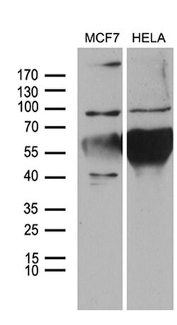 NLRX1 Mouse anti-Human, Clone: OTI4H8, liquid, TrueMAB 100 &mu;L | Buy Online | Origene Technologies | Fisher Scientific