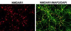 Invitrogen NMDAR1 Monoclonal Antibody (54.1) 100 &mu;g; Unconjugated:Antibodies,
