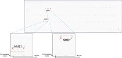 NME1 Mouse anti-Canine, Human, Rat, Clone: UMAB92, lyophilized, UltraMAB