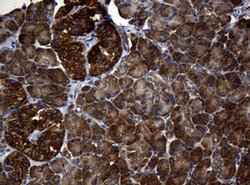 NME1 Monoclonal Antibody (OTI2D8), TrueMAB , OriGene:Antibodies:Primary