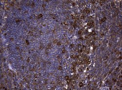 NME1 Monoclonal Antibody (OTI2A5), TrueMAB , OriGene 100 &mu;L; Unconjugated:Antibodies,