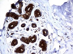 NME1 Monoclonal Antibody (OTI7D6), TrueMAB , OriGene 100 &mu;L; Unconjugated:Antibodies,